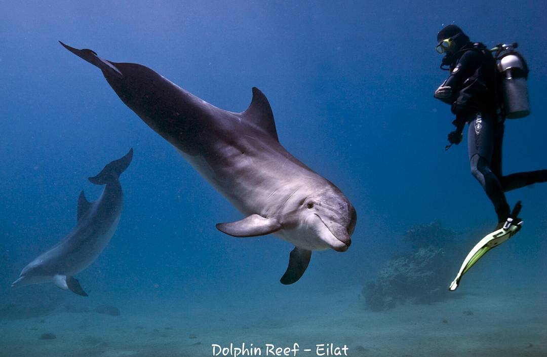 Дайв-сайт Дельфиний риф (Dolphin Reef), дайвинг Эйлат, Красное море, Израиль