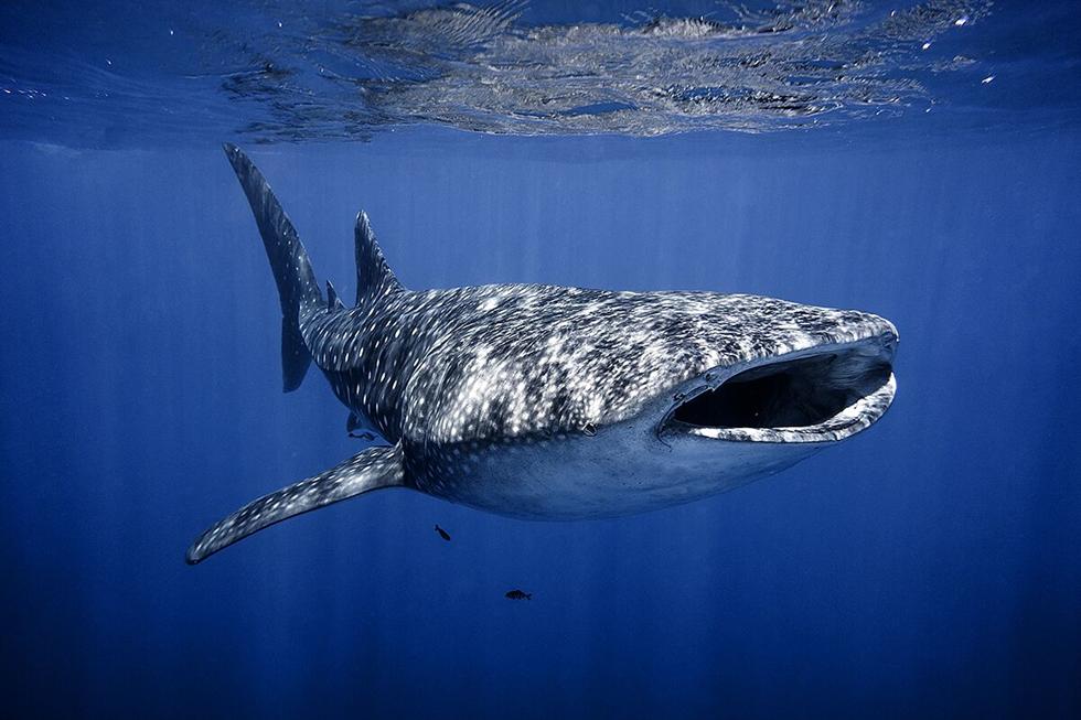 Китовая акула возле побережья Эйлата